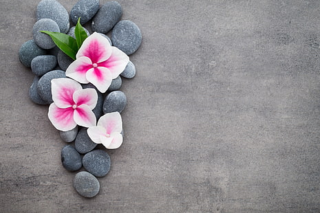 tiga kelopak bunga pink-dan-putih, bunga, batu, bunga, anggrek, spa, zen, Wallpaper HD HD wallpaper