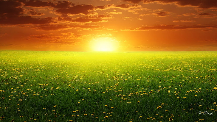 letto di fiori gialli, fiori, campo, fiori gialli, tramonto, fotomontaggio, Photoshop, Sfondo HD