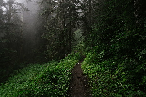 Земля, Путь, Темный, Лес, Зеленый, Дерево, HD обои HD wallpaper