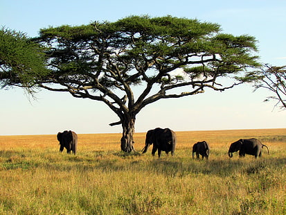 fyra svarta elefanter under grönt lövträd, serengeti nationalpark, tanzania, afrika, elefanter, serengeti nationalpark, tanzania, afrika, elefanter, Serengeti nationalpark, tanzania, afrika, svart, grönt blad, träd, natur, djurliv, safari djur, djur, djur i naturen, däggdjur, elefant, savann, nationalpark, safari, djurreservat, gräs, besättning, vanlig, HD tapet HD wallpaper