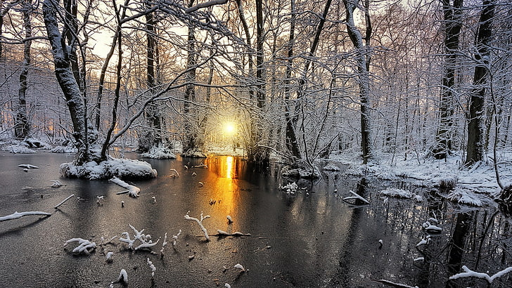 나무, 자연, 풍경, 추위, 겨울, 눈, 숲, 서 리, 햇빛, 흰색, 노랑, 나무, 스웨덴 눈 덮힌 지형, HD 배경 화면