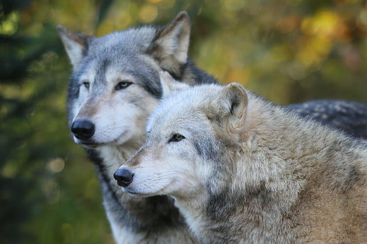 dois lobos, lobos cinzentos, lobos cinzentos, lobos cinzentos, dois lobos, zoológico de Colchester, lobo de madeira, fotos, lobo, carnívoro, lobo cinzento, natureza, mamífero, animais selvagens, cão, canino, animais em estado selvagem, HD papel de parede