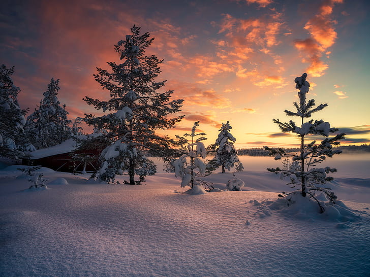 neve, freddo, inverno, cielo, natura, alberi, luce solare, Norvegia, Sfondo HD