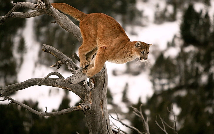 Cougar Jump On Tree, brown fur cat, Animals, Other, cougar, tree, HD wallpaper