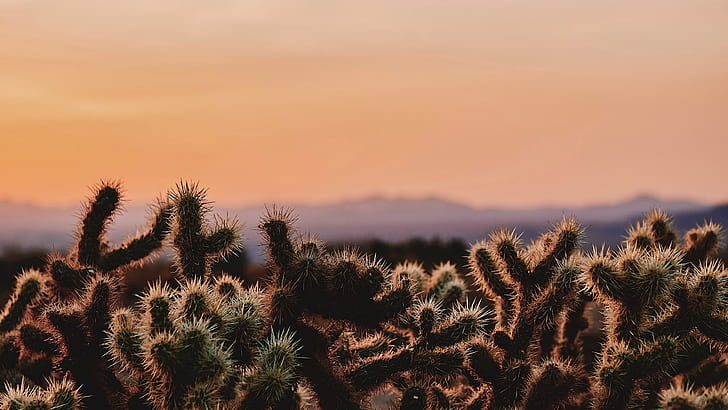 Cactus, desierto, California, desierto, Fondo de pantalla HD |  Wallpaperbetter