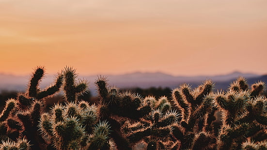 кактус, пустыня, калифорния, пустыня, HD обои HD wallpaper