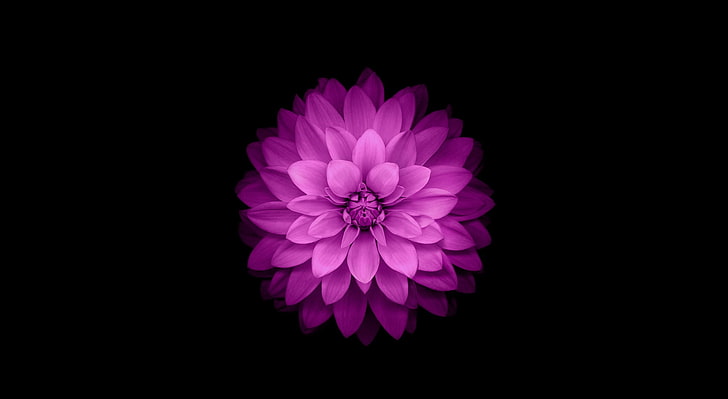 Apple - iOS Flower, gwiezdna szarość, tapeta na iPhone 6, Aero, czarna, Tapety HD