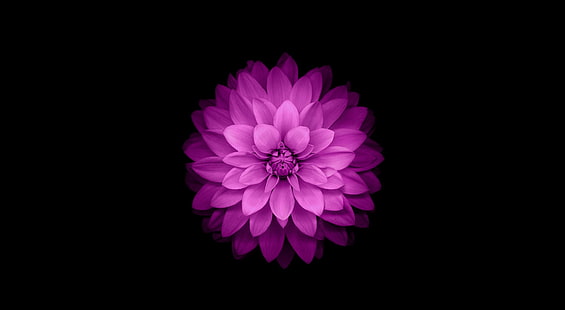 Apple - iOS Flower, fondo de pantalla de iPhone 6 gris espacial, Aero, negro, Fondo de pantalla HD HD wallpaper