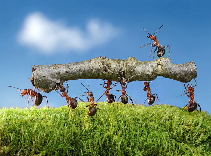 summer, macro, insects, work, moss, the situation, ants, log, the severity, Wallpaper from lolita777, HD wallpaper