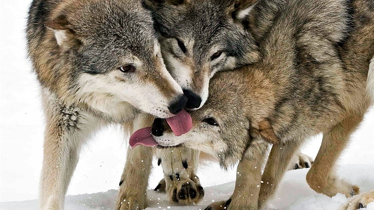gray foxes, animals, wolf, mammals, winter, kissing, HD wallpaper