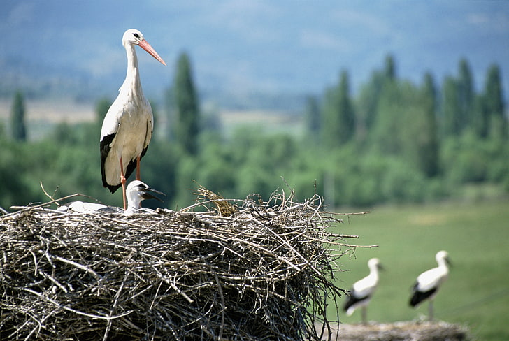 weißer und schwarzer Vogel, Kräne, Küken, Nest, HD-Hintergrundbild