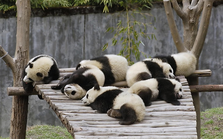 panda, djur, baby djur, HD tapet