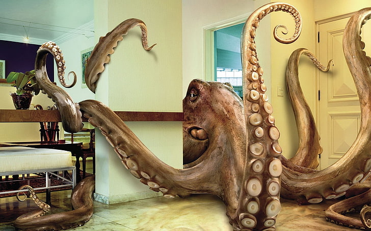 pieuvre dans la maison papier peint, pieuvre, les tentacules, appartement, Fond d'écran HD