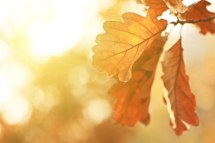 yellow leaves, macro, landscape, nature, India, beautiful, the sun's rays, Autumn trees, sunbeams, oak leaves, Fall Aspen Trees, autumn aspens, HD wallpaper