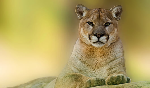 雌ライオンの写真、動物、ピューマ、クーガー、 HDデスクトップの壁紙 HD wallpaper