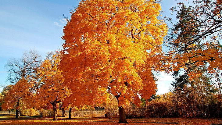شجرة القيقب ، الأشجار ، الحديقة ، الخريف ، الأوراق الحمراء ، الطبيعة، خلفية HD