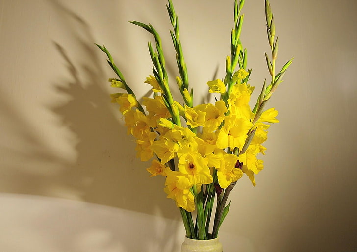 yellow petaled flowers, gladioli, yellow, bouquet, vase, wall, HD wallpaper
