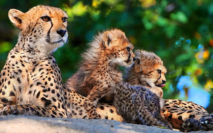 Großkatzen: Geparden, Großkatzen, Geparden, HD-Hintergrundbild