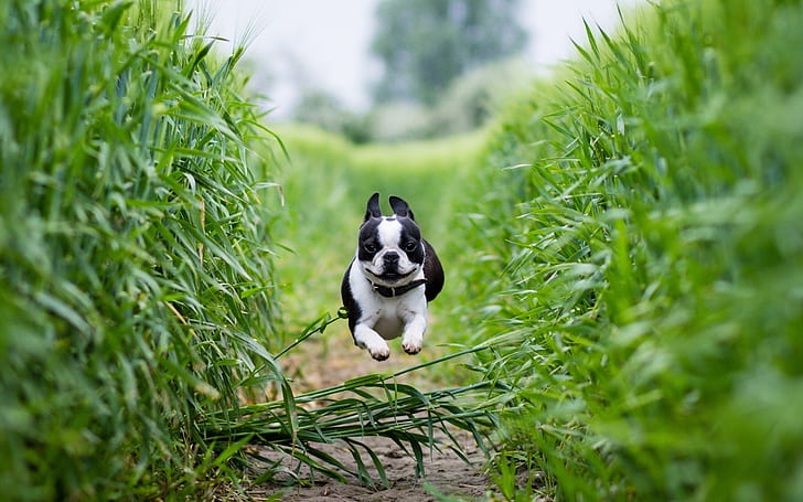 field, running, path, Boston Terrier, HD wallpaper