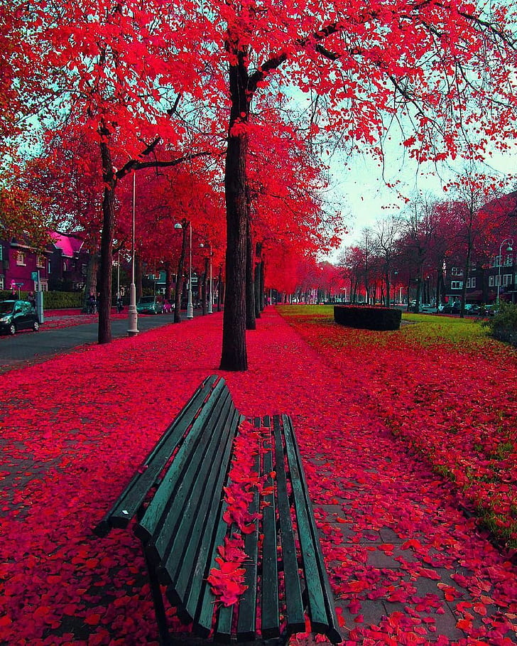 panchina, rosso, alberi, Sfondo HD, sfondo telefono