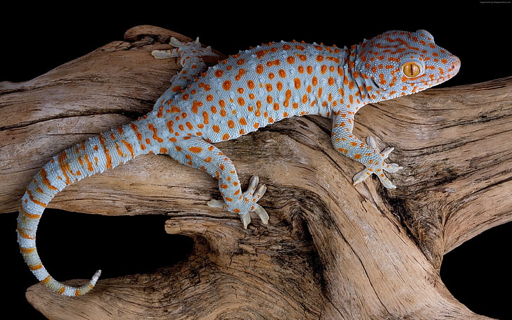 lizard, reptile, Gecko, HD wallpaper