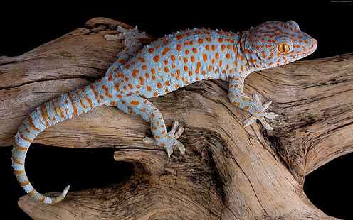 Eidechse, Reptil, Gecko, HD-Hintergrundbild HD wallpaper