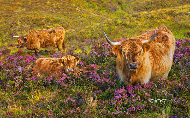 vaca, Escocia, isla de Skye, brezo, ternero, Fondo de pantalla HD