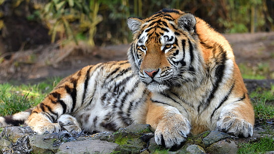 Cats, Tiger, Big Cat, Wildlife, predator (Animal), HD wallpaper HD wallpaper