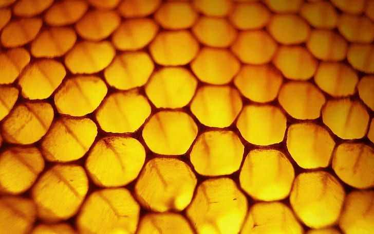 природа соты макро мед, HD обои