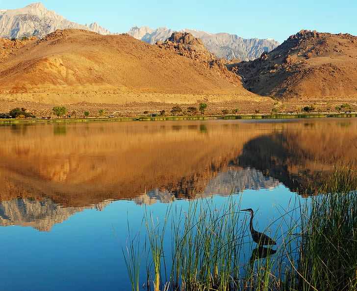 landscape photo of brown mountain near a lake, Lake, Diaz, Sunrise, Eastern Sierra, Sierra Nevada, landscape, photo, brown mountain, Mt. Whitney, Whitney  California, peak, USA, Reflections, Reflection, Blue Heron, Water Fowl, Birds, Still Water, Volcanic, Mounds, Reeds, New Day, First Light, nature, mountain, scenics, outdoors, water, HD wallpaper