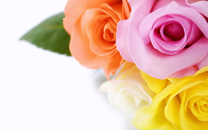 Rose bouquet, orange-pink-yellow flower, Rose, Bouquet, HD wallpaper