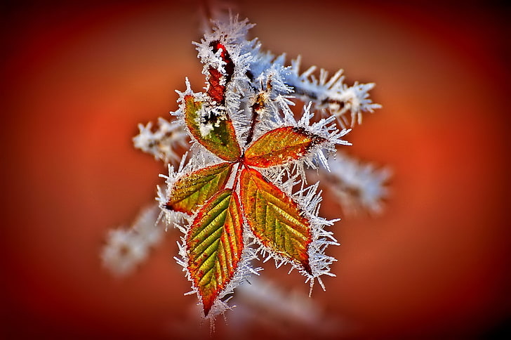 Pflanzen, Frost, HD-Hintergrundbild