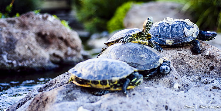 four turtles in rock, Heads Up, turtles, rock, creek, outdoors, water, hdr, nikon  d810, los  angeles, calabasas, pond, herps, reptiles, green, yellow, landscape, nature, turtle, animal, reptile, animal Shell, wildlife, HD wallpaper