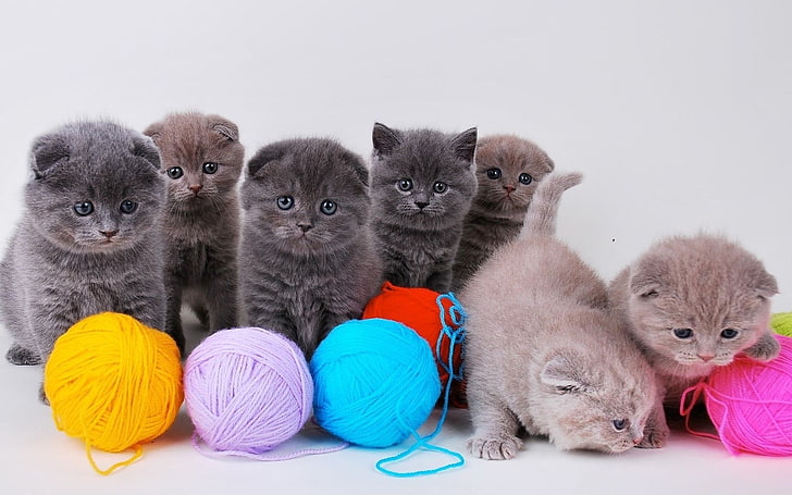 siedem kociąt w różnych kolorach, kocięta, kot, zwierzęta, Tapety HD