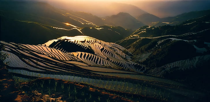 landscape, nature, field, rice paddy, mist, hills, sunlight, terraces, China, HD wallpaper