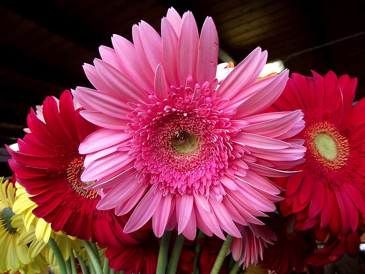 red and pink daisy flowers, gerbera, flower, bouquet, lots, close-up, HD wallpaper