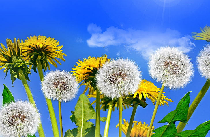 pissenlit blanc et tournesols jaunes, champ, ciel, soleil, printemps, pissenlits, jaune, fleurs, pissenlit, fleurs sauvages, Fond d'écran HD