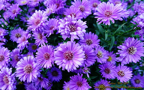 Purple Flowers Fondo De Escritorio Descargar Gratis 1600 × 2560, Fondo de pantalla HD HD wallpaper