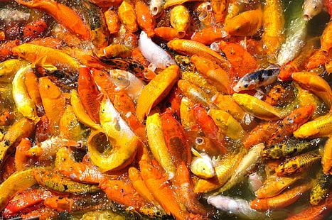 Poissons, koi, couleurs, poisson, carpe koi, orange, Fond d'écran HD HD wallpaper