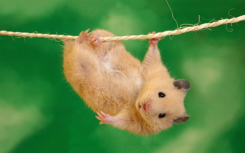 Hamster hänga ut, rolig, hamster, hänga, söt, haning, HD tapet HD wallpaper