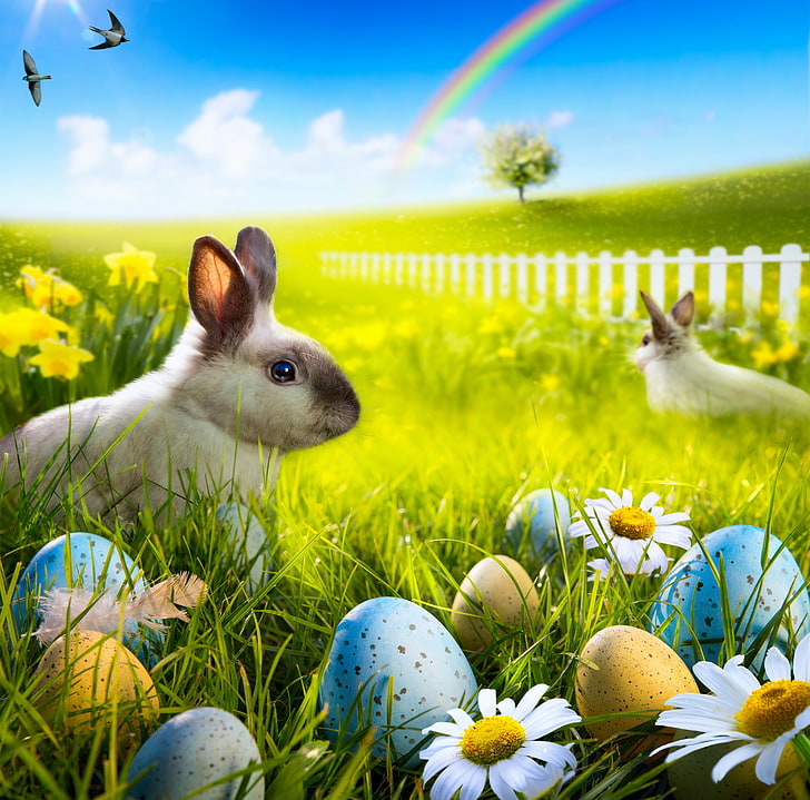 gray rabbit, grass, flowers, chamomile, eggs, rainbow, spring, rabbit, meadow, Easter, sunshine, bunny, camomile, HD wallpaper