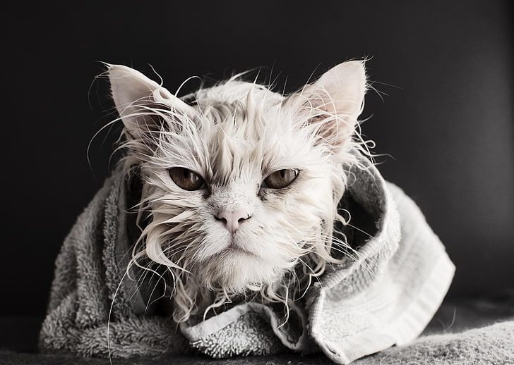 short-haired white cat, cat, wet, animals, bath towel, Dusica Paripovic, HD wallpaper