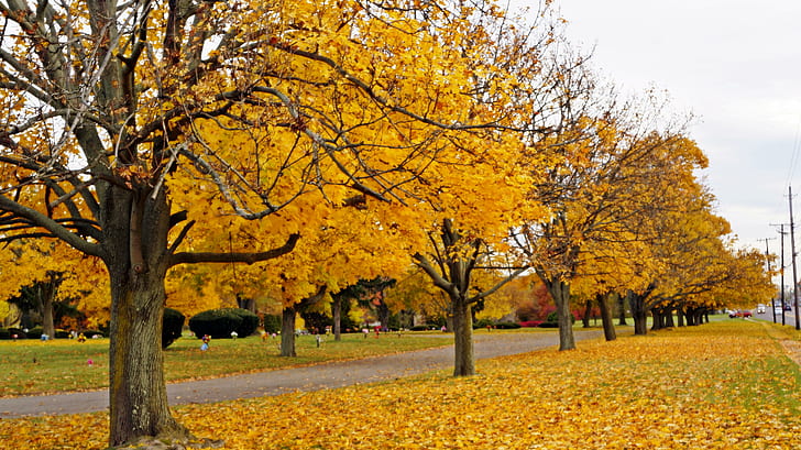 Autumn Row, scenico-autunno, alberi di autunno, alberi di autunno, fila di autunno, Sfondo HD