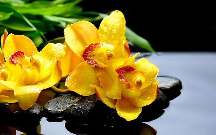 gula kronbladiga blommor, blommor, orkidé, blomma, vår, sten, vatten, gul blomma, zen, HD tapet