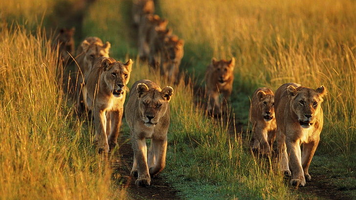 canine, animals, hyena, african hunting dog, wild dog, mammal, predator, big cat, feline, cheetah, animal, wild, HD wallpaper