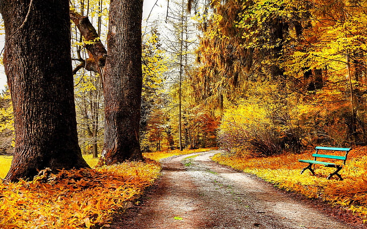 公園の秋の自然、木、黄色の葉、道路、ベンチ、霜、紅葉、公園、秋、自然、木、黄色、葉、道路、ベンチ、霜、 HDデスクトップの壁紙