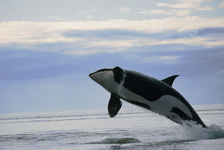 dekorasi ikan hitam dan putih, orca, alam, hewan, paus, Wallpaper HD