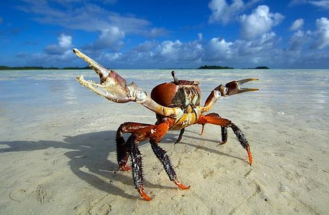 red and black crab, animals, beach, crabs, HD wallpaper HD wallpaper