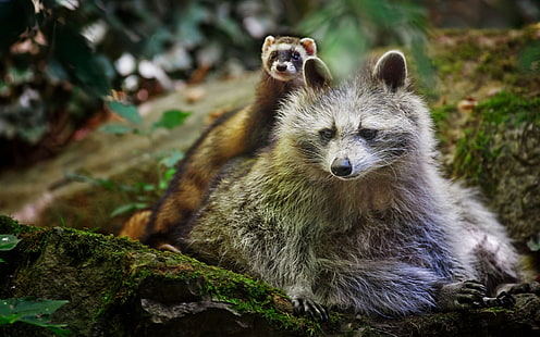 Raccoon with ferret, they are friends, Raccoon, Ferret, Friends, HD wallpaper HD wallpaper