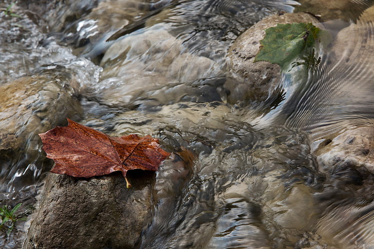 naturaleza, agua, hojas, piedras, Fondo de pantalla HD
